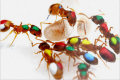 Desmistificando a história da formiga trabalhadeira