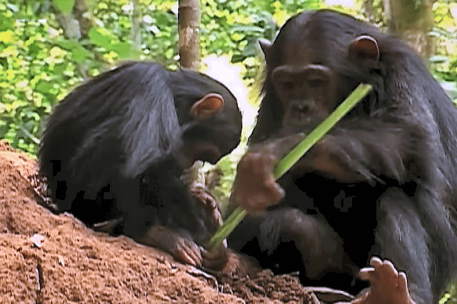Uma me chimpanz ensina seu beb a pescar cupins