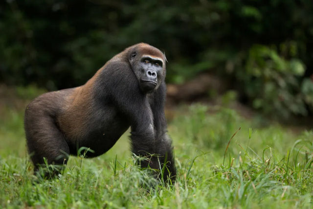  verdade que os gorilas ficam permanentemente flatulentos?