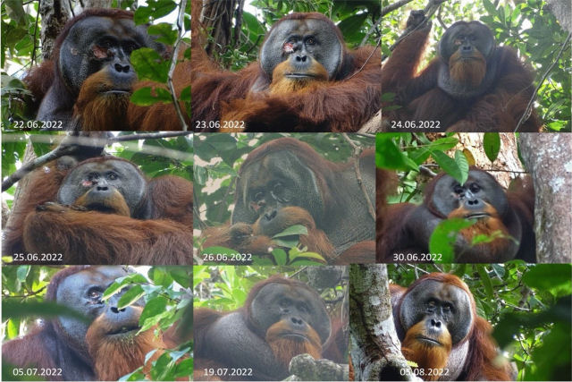 Orangotango  observado curando uma ferida com uma planta analgsica, algo nunca visto em um animal selvagem