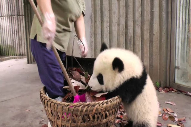 Pandas-gigantes travessos no deixam a zeladora trabalhar