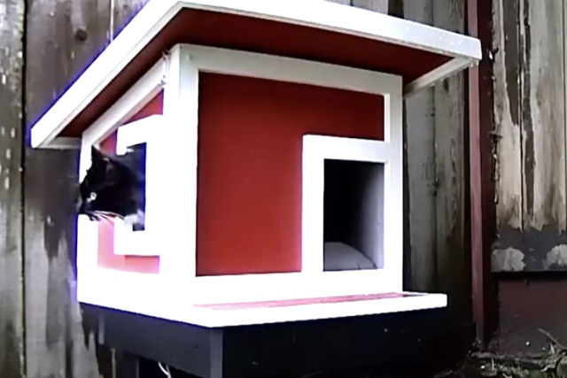 Homem atencioso constri casinha para gata assilvestrada que vive em seu quintal