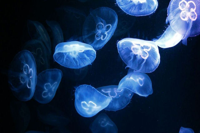 Novas evidncias sugerem que a bioluminescncia remonta a 540 milhes de anos