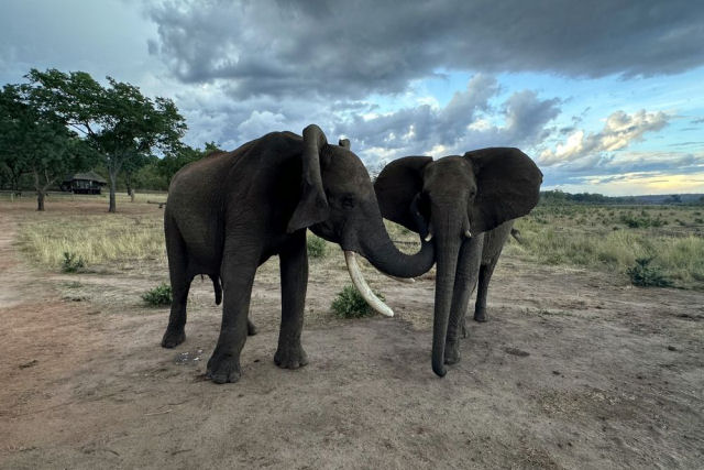 Elefantes usam gestos e sons para cumprimentar uns aos outros