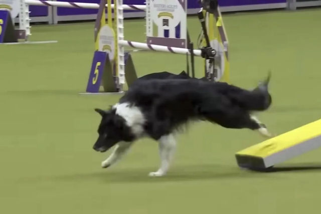 Vira-lata voa pelo percurso de agility para vencer na exposio canina de Westminster