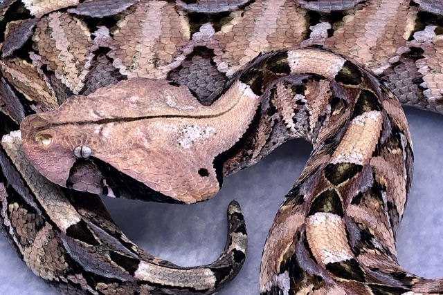 A enorme vbora-do-Gabo tem as presas mais longas de qualquer cobra venenosa da Terra