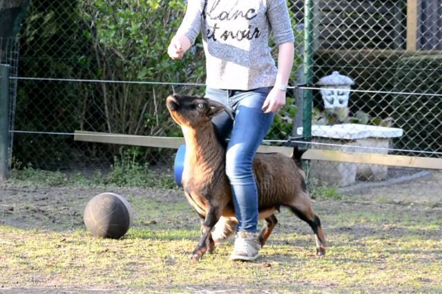 Jovem paciente ensina suas cabras a realizar truques usando o treinamento com clicker