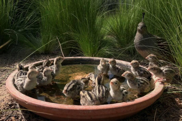 Os filhotes de codorna-de-Gambel se renem para beber gua
