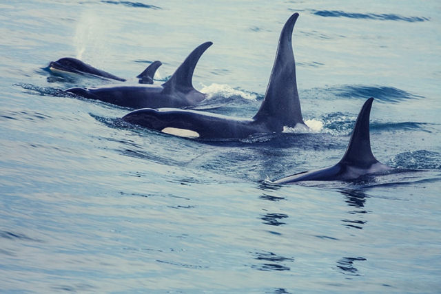 Jovens orcas ainda esto atacando barcos, e agora sabemos por qu