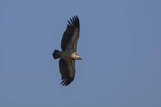 O extraordinrio abutre-de-Rppell pode voar to alto quanto um avio