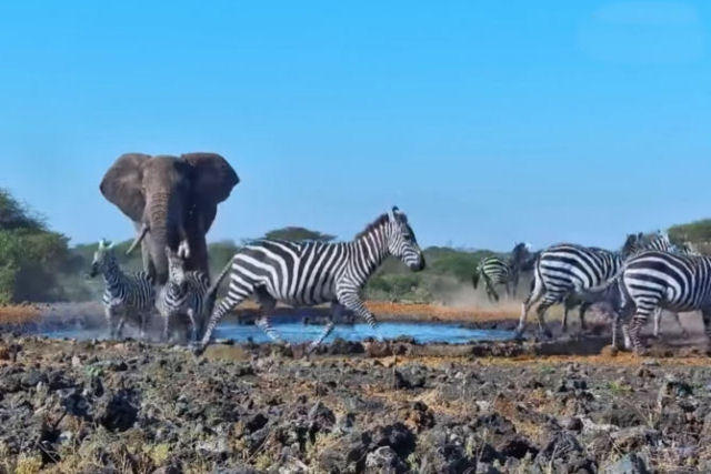 Parece que toda a manada de zebras resolveu tomar gua no laguinho ao mesmo tempo