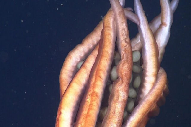 Pesquisadores gravam imagens nunca antes vistas de lulas do fundo do mar embalando ovos enormes