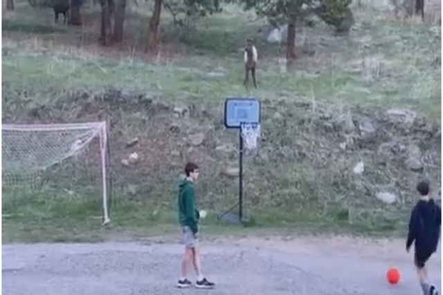 Vdeo adorvel mostra alce jogando futebol com crianas