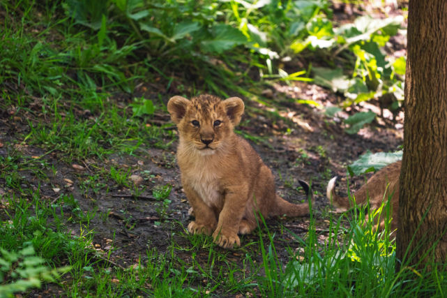 Trs filhotes de leo-asitico so os mais novos moradores do Zoo de Londres