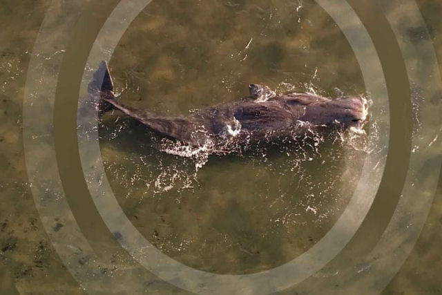 Pode um barco de resgate salvar um cachalote moribundo encalhado?