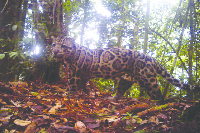 Famlia selvagem de leopardos-nebulosos-de-Bornu  gravada em vdeo pela primeira vez