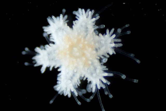 Estes bebs de estrelas-do-mar so pequenos flocos de neve carnvoros