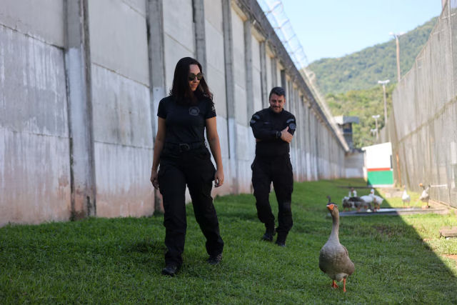 Penitenciria usa gansos como sentinelas em Santa Catarina