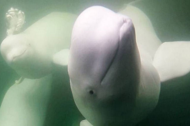 Transmisso ao vivo de belugas mostra a migrao pica de vero das baleias-brancas
