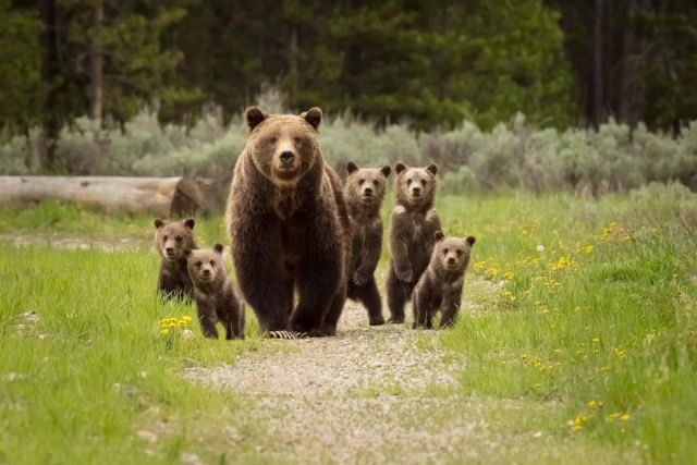 Ursa-parda  avistada com cinco filhotes em Parque Nacional americano