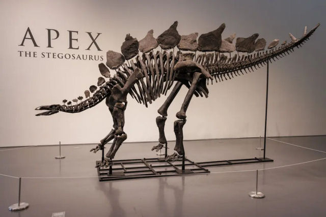 Estegossauro de US$ 45 milhes  agora o fssil mais caro j vendido em leilo