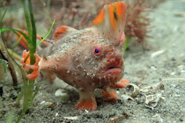 O peixe-mo-vermelho pode ser um dos peixes mais ameaados do mundo