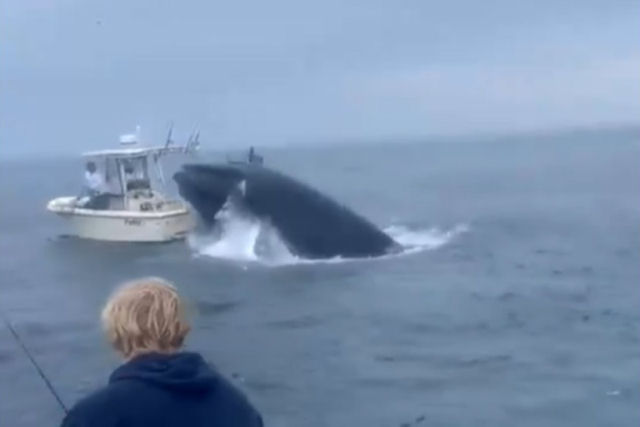 Baleia vira barco nos EUA em vdeo incrvel gravado por adolescente