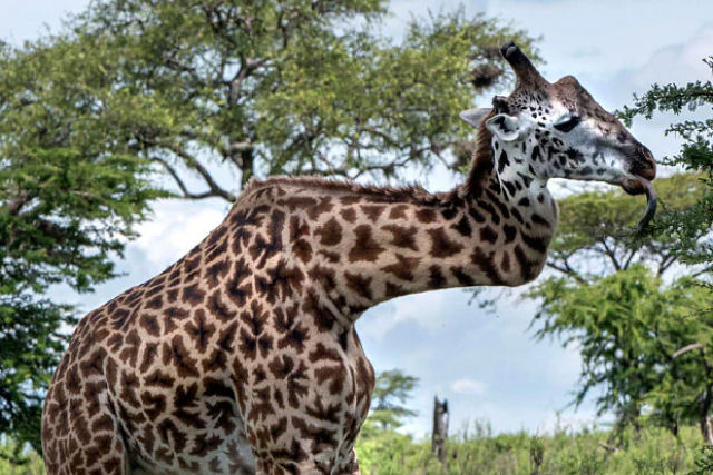 Girafa gravemente ferida com pescoo torto foi avistada na frica do Sul