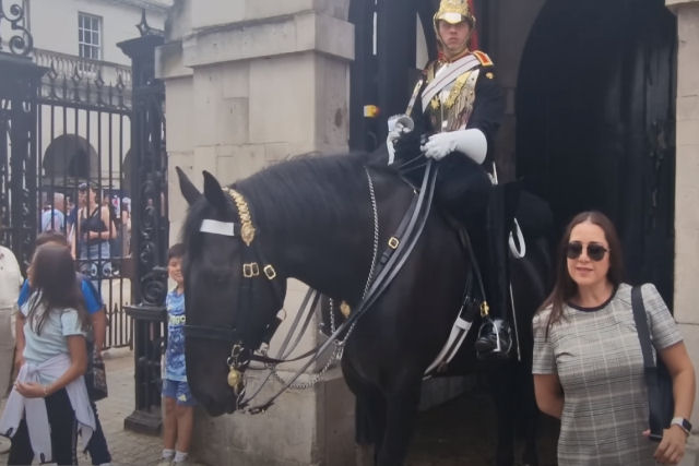 Turista em busca de fotos  mordida por cavalo do rei e desmaia