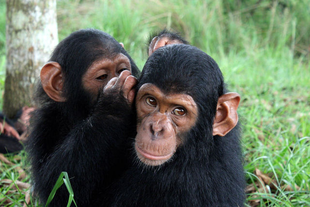 Chimpanzs tm a capacidade de falar como os humanos, de acordo com um experimento