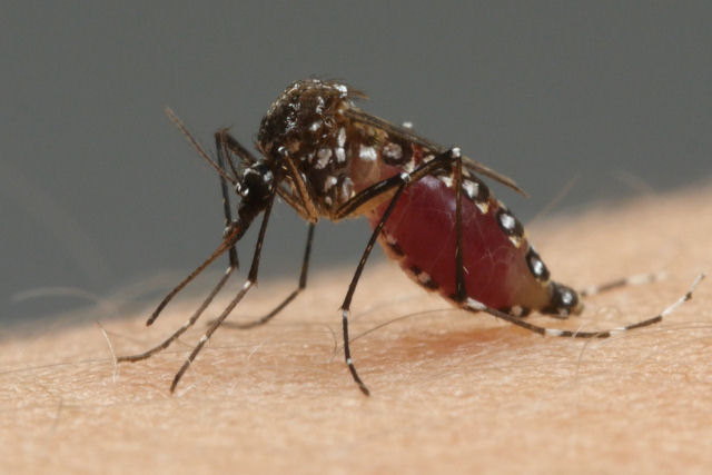 Como os mosquitos usam seis agulhas para sugar nosso sangue?