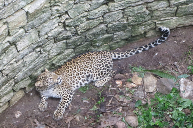 Leopardo cai em grande poo de gua e precisa ser resgatado na ndia