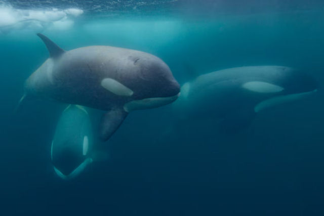 Veja como orcas sequestram um filhote de baleia-jubarte