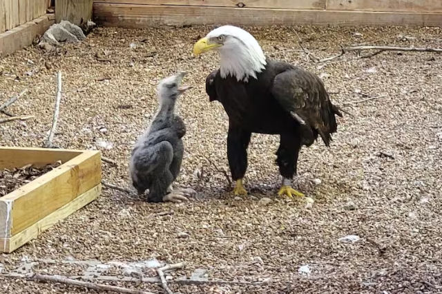 Fotos e vdeos fofos mostram guia americana deficiente sendo um pai adotivo incrvel