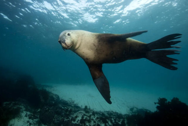 Lees-marinhos com cmeras coletam imagens valiosas do fundo do oceano