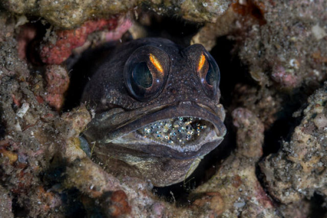 Peixe assustador choca caminhantes em regio remota da Austrlia 