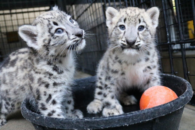 Filhota de leopardo-das-neves precisa fazer fisioterapia para corrigir patinha