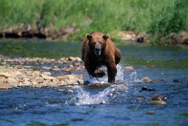 Por que voc nunca deve fugir de um urso atacando?