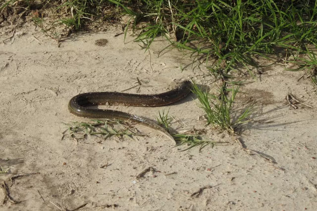 O maior genoma animal do mundo pertence a um estranho peixe que respira ar