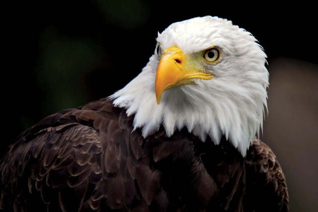 A guia-americana realmente no  a ave nacional dos EUA