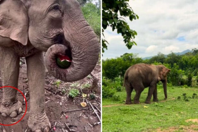 O primeiro gostinho de liberdade de um elefante depois de 31 anos de correntes