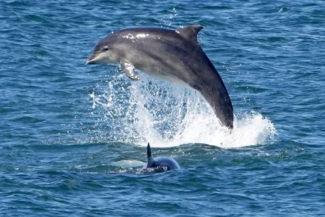 As praias do Japo tm um problema: golfinhos esto atacando e mordendo banhistas