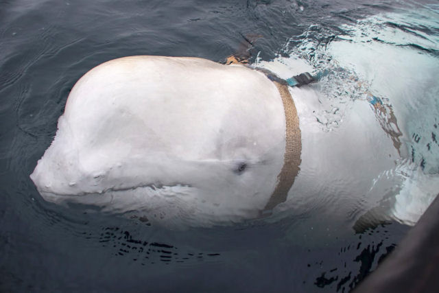 A beluga 'espi russa' foi morta a tiros na Noruega