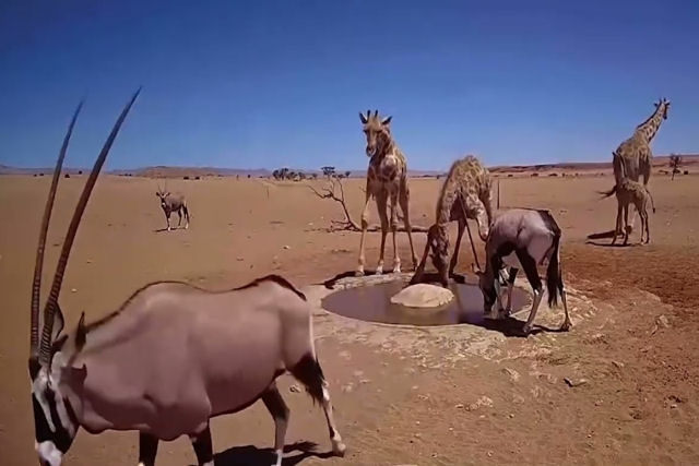 Bebedor no deserto da Nambia tem cmera ao vivo para voc ver os animais