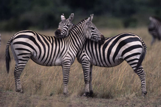 A verdadeira e surpreendente razo pela qual as zebras tm listras