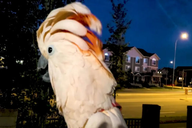 Cacatua vocal faz birra quando mandam ela entrar em casa depois de uma caminhada tarde da noite