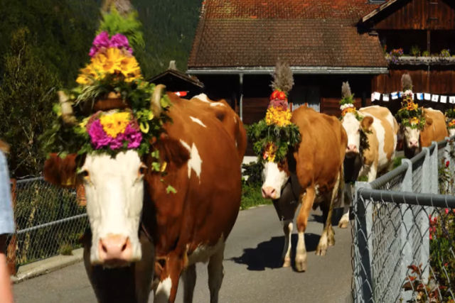 Desfiles barulhentos de vacas na Sua marcam o fim do vero