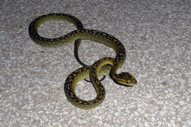 O Japo enviou a criatura errada para erradicar as cobras de uma ilha