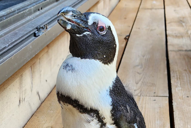 Pinguim japons fujo estava vivendo a vida numa boa a 45 km do zoo onde morava