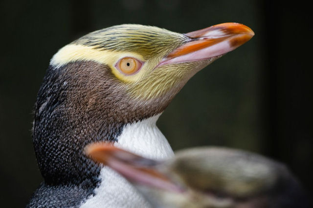 Raro pinguim-de-olhos-amarelos vence concurso de ave do ano na Nova Zelndia